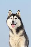 SIBERIAN HUSKY 219
